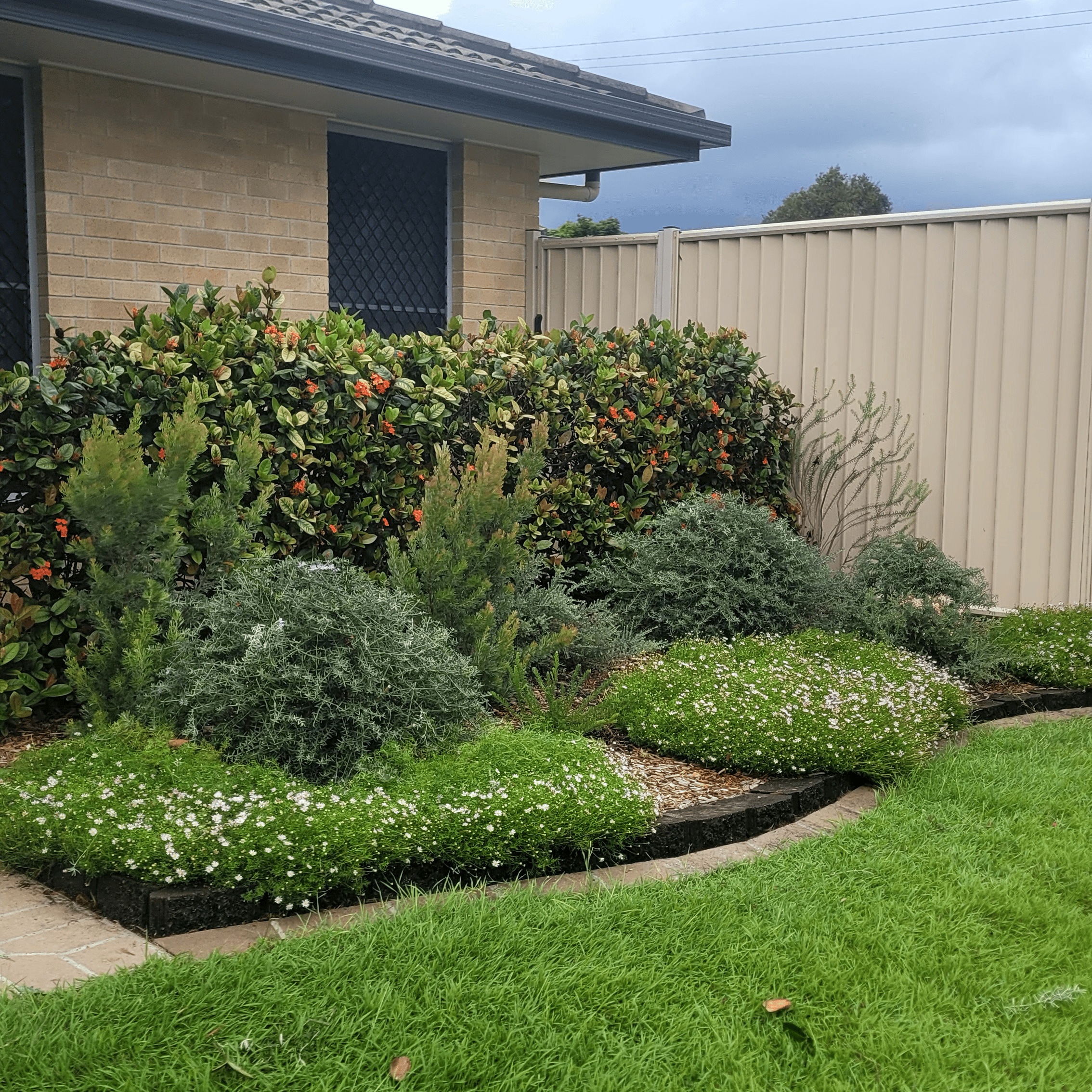 A front garden in Brisbane with native plants grown and bloomed in a garden bed.