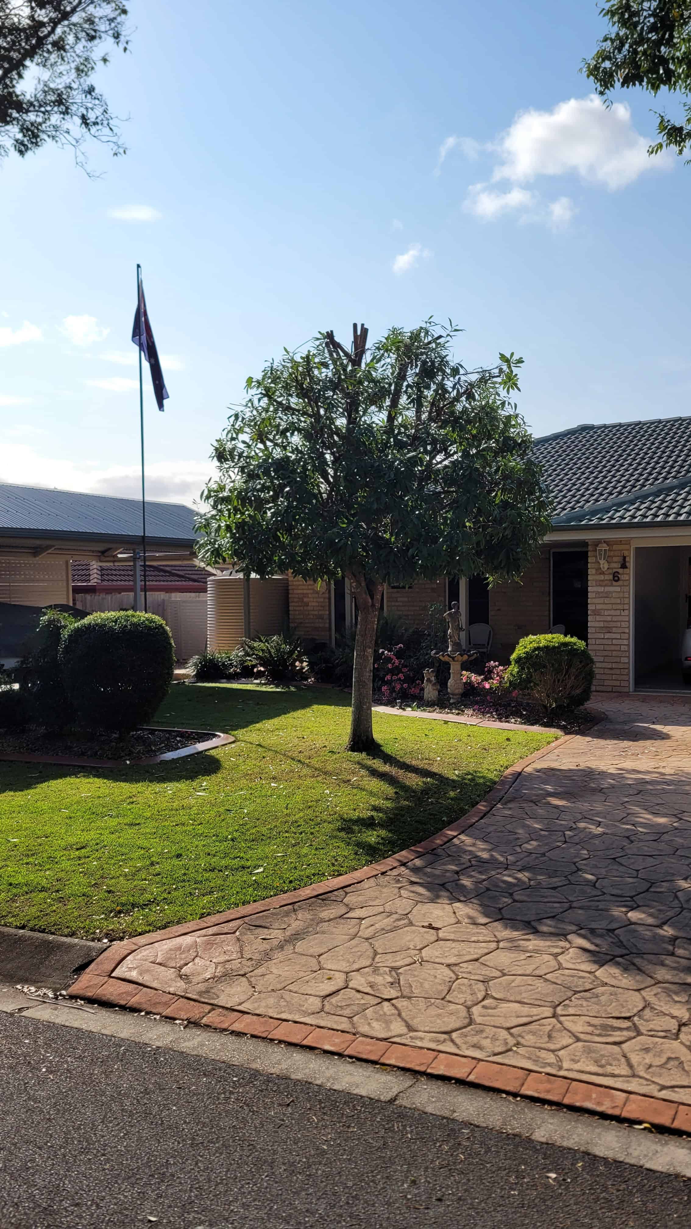 A well-maintained syzigium tree pruned into an ornamental shape in a Brisbane front yard.
