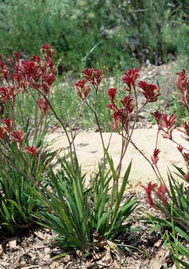 33 Low Maintenance Australian Native Shrubs for Your Garden