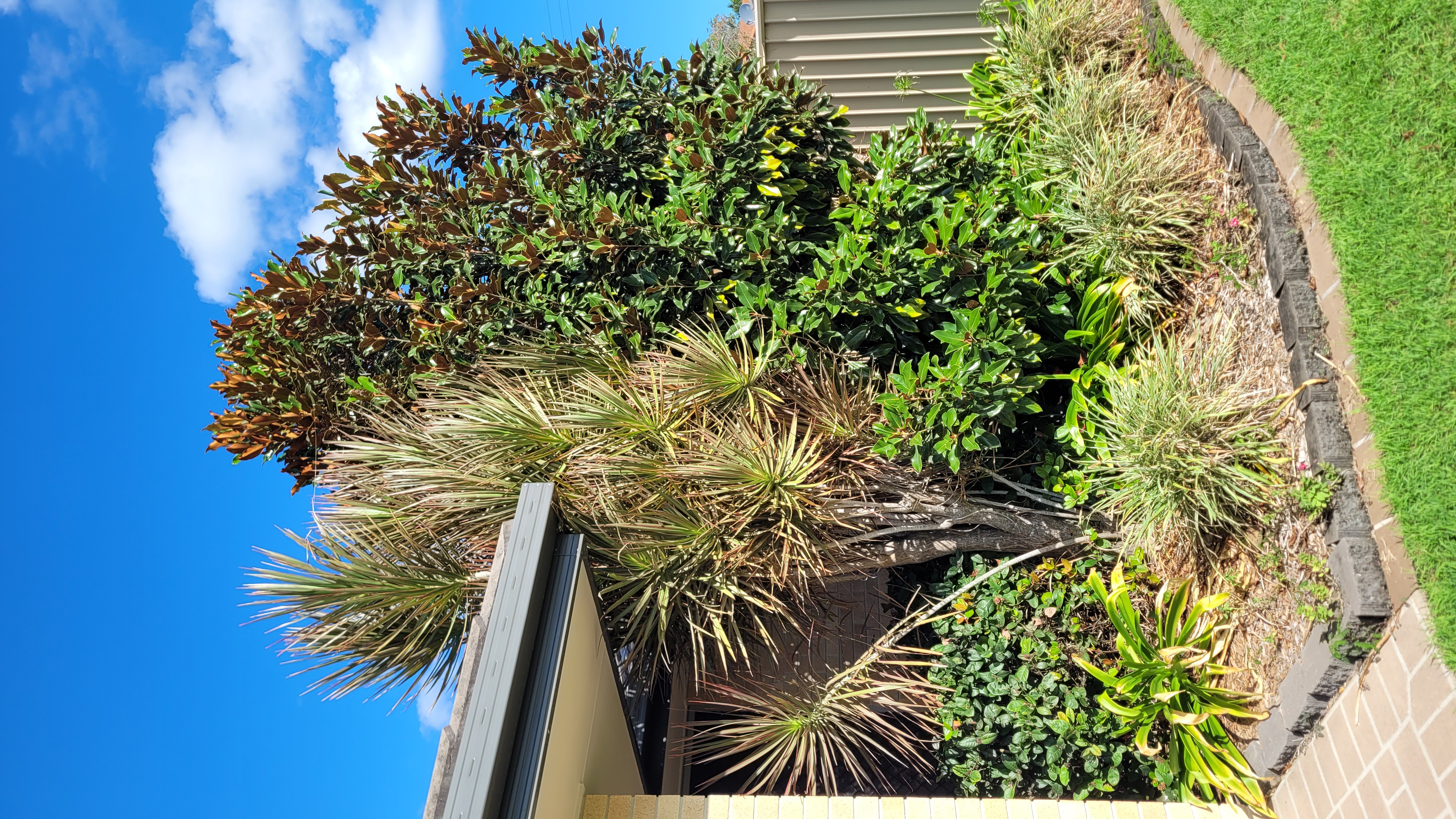 A front garden in Brisbane with newly planted native plantsg in a garden bed.