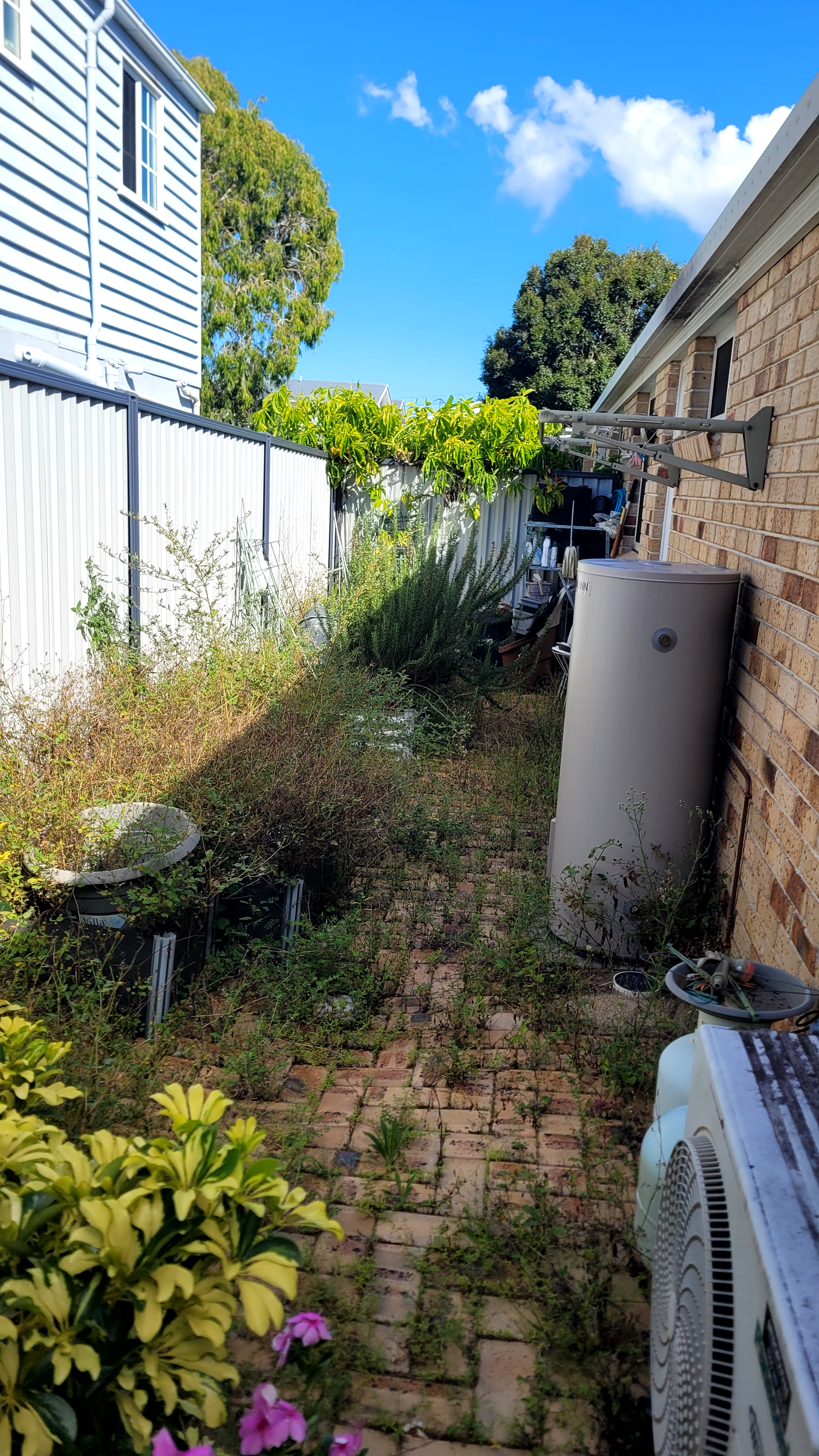 A garden path full of weeds in a Brisbane back yard.