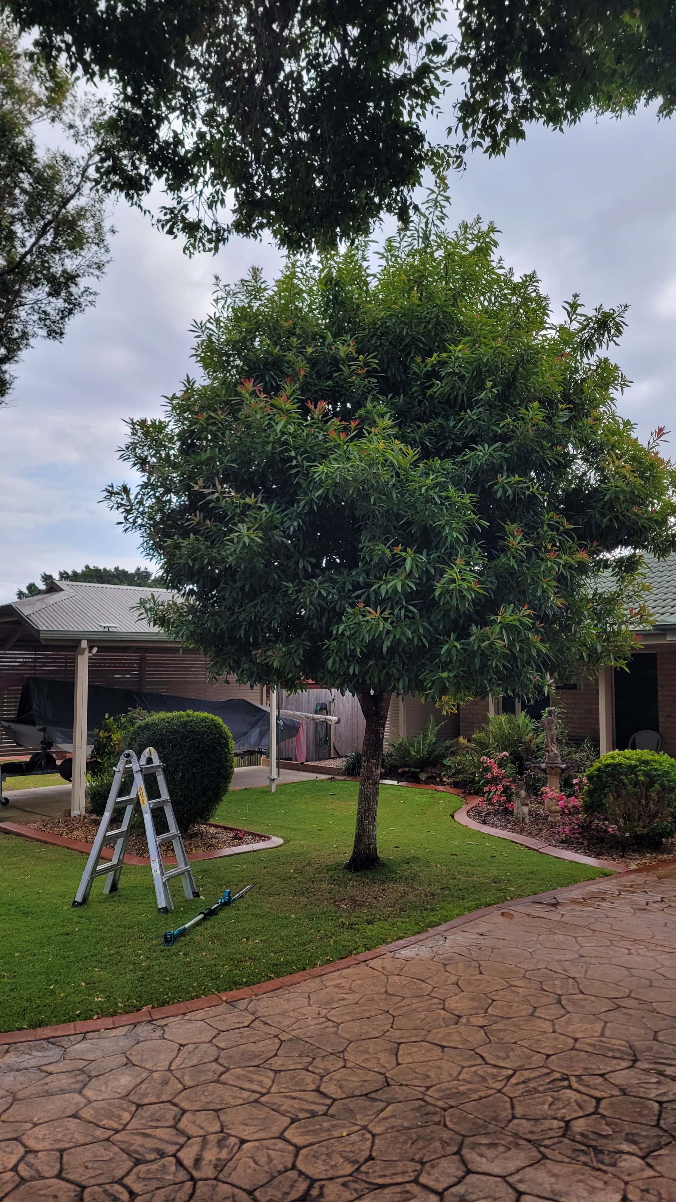 An overgrown syzigium tree encroaching on the driveway and in need of a prune. 